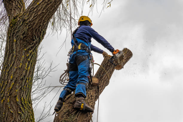 Best Tree Cutting Near Me  in USA